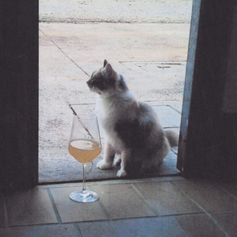 Passione Vino - A cat sits on a tiled doorstep next to a glass of natural wine