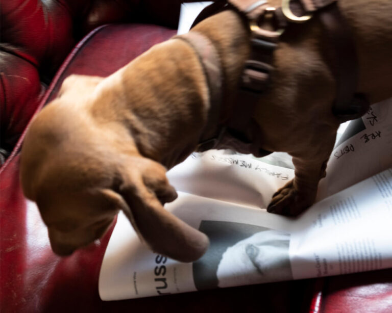 A small brown dachshund stands on a copy of the Passione Vino newspaper on a red leather chair
