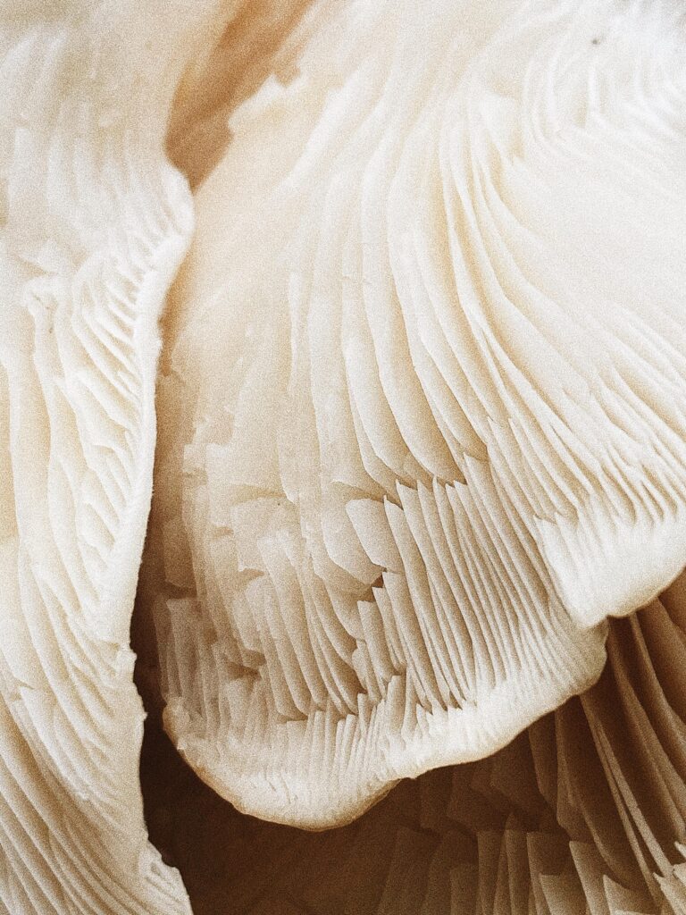 Extreme white close up of the underside of a mushroom